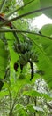 Bannana tree in kerala