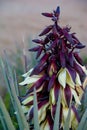 Bannana Yucca Bloom