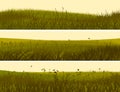 Banner of abstract meadow grass.