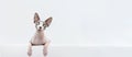 Banner attentive and curios sphynx cat with paws hanging over edge. on white background