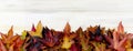 BANNER AUTUMN BACKGROUND. FRAME OF COLORFUL FALL LEAVES ON WHITE