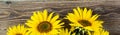 banner of Autumn background with yellow sunflowers on old brown wooden board Royalty Free Stock Photo
