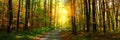 Banner 3:1. Autumn forest with footpath leading into the scene. Sunlight rays through the autumn tree branches. Copy space