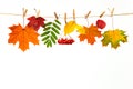 Banner of autumn yellow, orange and red maple leaves and fruits isolated on white background Royalty Free Stock Photo