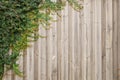Banner background texture of green climbing plants/foliage on wooden garden wall/fence/panel. Copy space for text