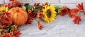 banner with beautiful autumn still life with sunflowers, red- yellow flowers, autumn leaves and orange pumpkin on white Royalty Free Stock Photo