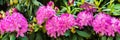 banner. Beautiful blooming pink Azalea - flowering shrubs in the genus Rhododendron. Pink, summer flower background Royalty Free Stock Photo
