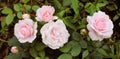 Banner. Beautiful, delicate pink roses with raindrops on the background of a green bush in the garden. Coral rose flowers on a Royalty Free Stock Photo