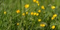 Banner of beautiful eco-friendly grass and buttercup flowers, outdoors Royalty Free Stock Photo