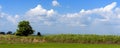 Banner Beautiful landscape mountain green field grass meadow white cloud blue sky on sunny day. panoramic Majestic green scenery