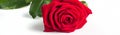 Banner of Beautiful Red Rose Flower with stem Isolated on White background. Concept for 8 march wedding with copy space