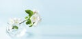 Banner with a beautiful sprig of an apple tree with white flowers in a glass vase against a blue background. Blossoming