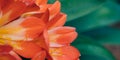 BANNER beauty nature photo background. Clivia miniata Natal bush kaffir lily herb plant Amaryllidaceae. Funnel shaped