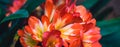 BANNER beauty nature photo background. Clivia miniata Natal bush kaffir lily herb plant Amaryllidaceae. Funnel shaped