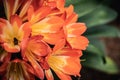 BANNER beauty nature photo background. Clivia miniata Natal bush kaffir lily herb plant Amaryllidaceae. Funnel shaped