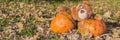Banner with a big brown teddy bear toy with expressive look holds two huge orange pumpkins. Autumn, Halloween and Thanksgiving