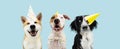 Banner Birthday party dog. Three smiling akita, border collie and american staffordshire wearing a yellow hat. Isolated on blue Royalty Free Stock Photo