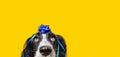 Banner birthday puppy dog present looking up, covered with a blue ribbon and garlands on yellow background Royalty Free Stock Photo