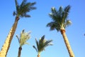 Banner with blue cBanner with blue clear sky background and tops of four palm trees.lear sky background and tops of four palm Royalty Free Stock Photo