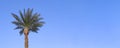 Banner with blue sky and palm top in sunny day. Landscape with palm branches. Royalty Free Stock Photo