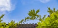 Banner of blue sky with whispy white clouds and a wisteria climbing over corregated iron-room for copy