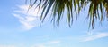 Banner of blue sky with wispy clouds and palm leaves at the top - room for copy Royalty Free Stock Photo