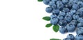 Banner of blueberry and leaf frame background isolated