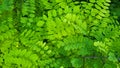 Banner with a blurred background of green acacia leaves.