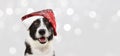 Banner border collie dog celebrating christmas holidays wearing a red santa claus hat. Isolated on gray background Royalty Free Stock Photo