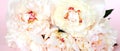 Banner. Bouquet of cream peonys. Close-up