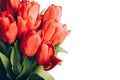 Banner with a bouquet of red tulips on an white background. Flat lay, top view with copyspace.