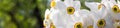 banner of Bouquet of small white daffodil Royalty Free Stock Photo