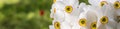 Banner of Bouquet of small white daffodil Royalty Free Stock Photo