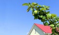 Banner with a branch of apple tree on a background of blue sky with copy space. Apple branch with leaves and green ripe fruits app Royalty Free Stock Photo