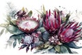 Banner with branches purple protea flowers, plumeria, hibiscus and tropical plants, hand drawn watercolor painting on white backgr Royalty Free Stock Photo