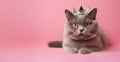 Banner with british blue cat wearing golden crown laying on pink solid background with copy space. Fashion beauty for pets.