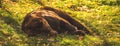 Banner brown bear in nature lying on ground in sunset lights. Wildlife mammal in forest photo