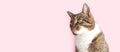 Banner with brown tabby cat looking away in front of pink background. Royalty Free Stock Photo