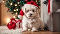 celebrate cute dog wearing santa hat funny