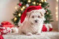 celebrate cute dog wearing santa hat funny looking