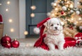 celebrate cute dog wearing santa hat funny looking beautiful seasonal