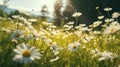 Banner with chamomile field