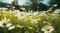 Banner with chamomile field