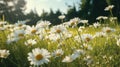 Banner with chamomile field