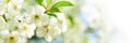 Banner 3:1. Cherry blossom in full bloom. Spring background. Copy space