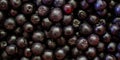 Banner of chokeberry berries. Aronia berries