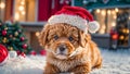 christmas cute dog wearing santa hat scenery cozy small