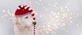 BANNER CHRISTMAS DOG HAT. CUTE PUPPY WEARING A STRIPED RED SANTA CAP WITH BLUE EYES. ISOLATED AGAINST GRAY BACKGROUND AND