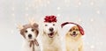 Banner christmas dogs. Three puppies celebrating holidays wearing a red glitter ribbon, santa hat and reindeer costume on head.