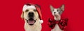 Banner Christmas pets. Labrador retriever dog and sphynx cat wearing a santa claus and and bow tie. Isolated on red background Royalty Free Stock Photo